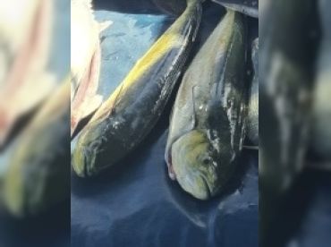 Wild Thing Fishing Charters thumbnail