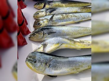 Hilo Ocean Adventures