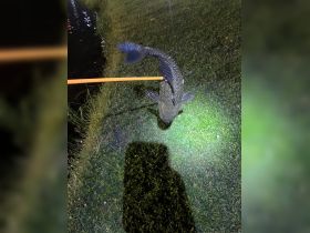 Come bow fishing 