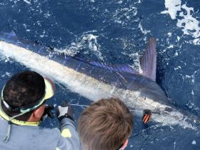 Charter Image