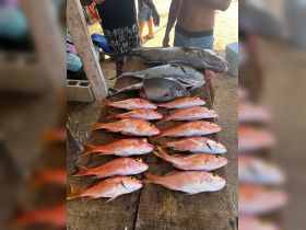 Red snapper and Amberjack day. 