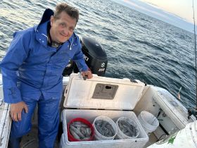 A whole season worth of squid in 4 hours