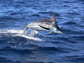 Charter Image