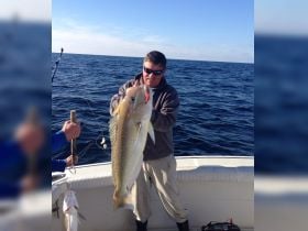 Golden Tile Fish