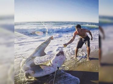 Apex Anglers – Catch, Tag and Release Sharks!