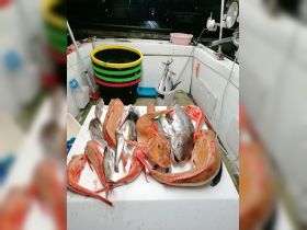 Catch as much as possible different fish types