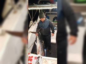 Yellowfin tuna experience in Montenegro