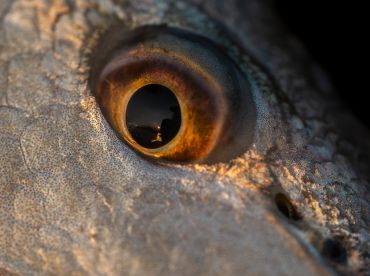 Ravenel Fishing Charters – Family Package thumbnail