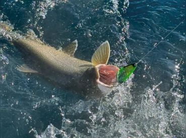 MFM Sport Fishing – Fish Mafia