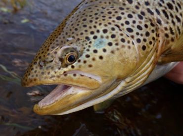 Trout Cowboys
