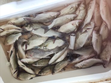 Screemin Reelz Fishing Charters