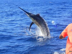 Bazaruto is regarded as one of the World´s best destinations for a Giant Black Marlin