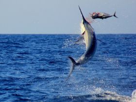 Black Marlin jumping after taking a live yellowfin tuna off the Bazaruto Archipelago - Mozambique
