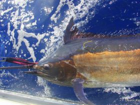 Charter Image