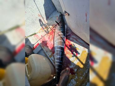 Pelagic Hunter Belize