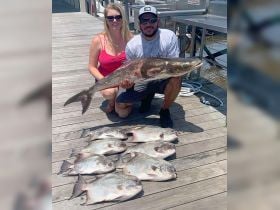 Cobia and Spadefish from a Nearshore trip on 6/22