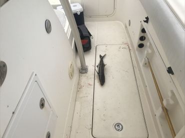 cobia on the deck
