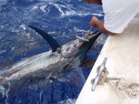 Chamoale Charters