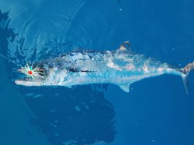 Kingfish action can be good when the schools move into the clear, Gulf Stream waters off Palm Beach.
