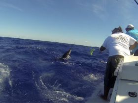 Sailfish Montze Fishing Charters Cozumel Mexico