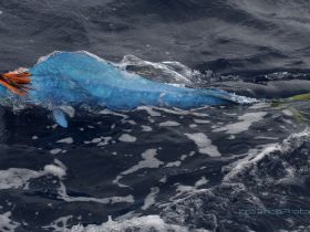 Charter Image