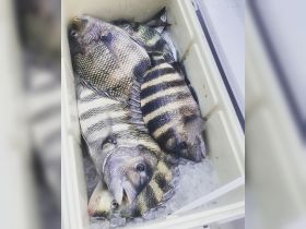 September sheepshead bite  open