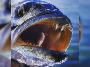 Holy City Fishing Charters thumbnail