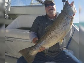 23lbs. brown
