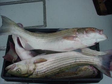 Reel Busy Sport Fishing Inc.