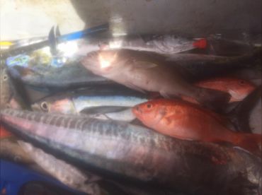 We caught it all Grouper, redfish, wahoo baracuda