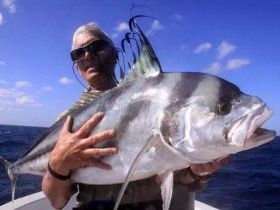 Roosterfish