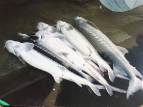 Charter Image
