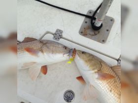 Feed em Egret Lures! 
