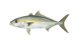 Banded Rudderfish