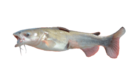 Bullhead