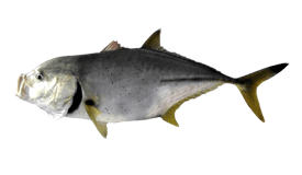 Trevally (Blacktip)