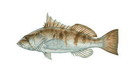 Sand Bass