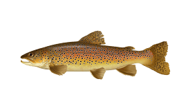 Brown Trout  EEK Wisconsin