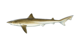 Shark (Tope)