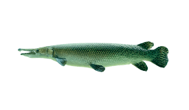 Alligator Gar