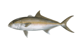 Amberjack