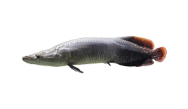 Arapaima