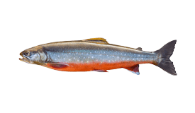 Arctic Char