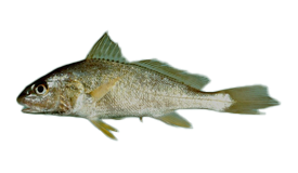 Atlantic Croaker