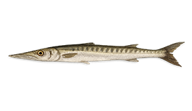Barracuda (European)