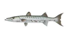 Great Barracuda