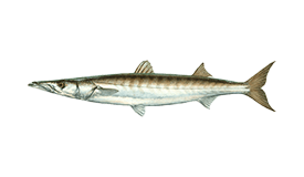 Pacific Barracuda