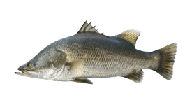 Barramundi