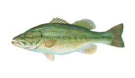 Largemouth Bass