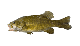 Smallmouth Bass